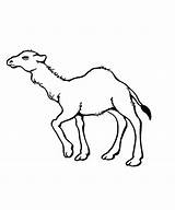 Camel Animalplace sketch template