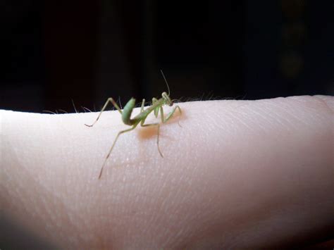 baby prey mantis praying mantises photo  fanpop