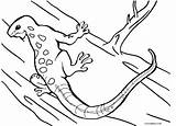 Eidechse Ausdrucken Malvorlagen Lagarto Cool2bkids Lagartija Gecko sketch template