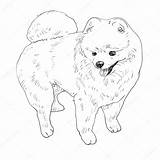 Pomeranian Coloring Pages Dog Drawing Outline Fluffy Stock Printable Illustration Color Depositphotos Getdrawings Vector Print Getcolorings sketch template