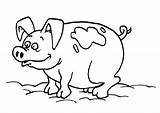 Schwein Malvorlage Ausdrucken Ausmalbilder Abbildung Herunterladen sketch template