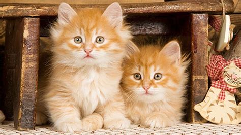 Fluffy Orange Kittens Love To Play Pretty Cats Kitten Love Orange