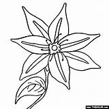 Coloring Clematis Flower Flowers Pages Online Color Thecolor Choose Board sketch template
