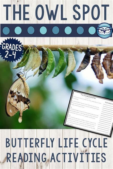 butterfly life cycle reading comprehension activities comprehension