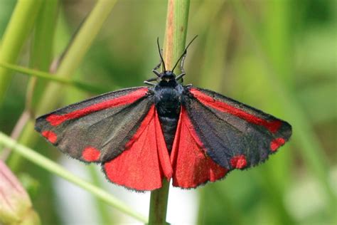 Day Flying Moths Fleet Pond Blog