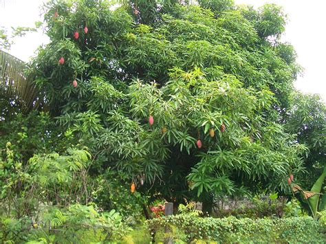 filee nadi mango treejpg wikimedia commons