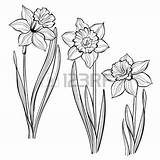 Narcissus Daffodil Daffodils Paperwhite Narzissen Hintergrund Blüht Frühlinges Weißem Satz Designlooter sketch template
