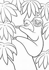 Sloth Malvorlage Ausmalbilder sketch template