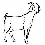 Goat Coloring Pages Livestock Farming sketch template