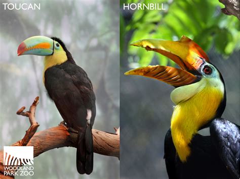 woodland park zoo blog wonderfully wild wednesday toucan  hornbill