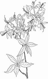 Azalea Flower Rhododendron Drawing Wild Wildflower Coloring Pages Printable Tattoo Supercoloring Meadow Painting Honeysuckle Colouring Getdrawings Categories Clipart Color sketch template