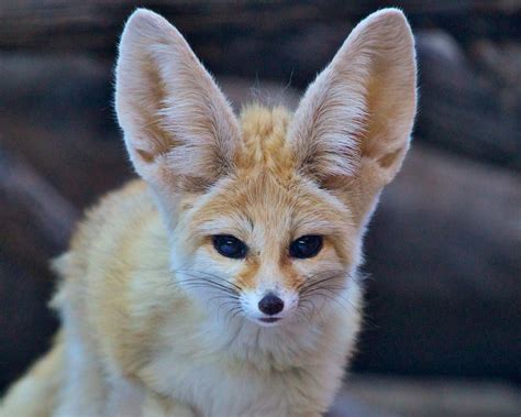 fennec fox july   fennec   smallest specie flickr