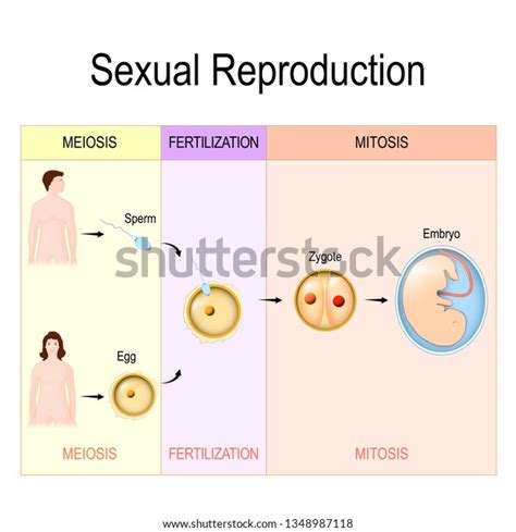 Sexual Reproduction Meiosis Fertilization Mitosis Vector