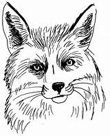 Renard Coloriage Fox Coloring Dessin Pages Printable Et Le La Imprimer Colorier Loup Animal Corbeau Animals Belette Tete Dessiner Kb sketch template