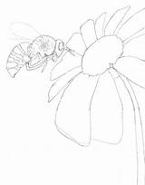 Honeybee sketch template
