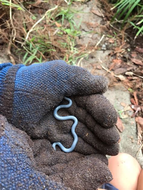 kind    worm   blue   scales   florida rwhatisthisthing