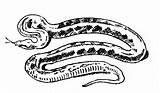 Anaconda Coloring Pages Color Animals Print Printable sketch template