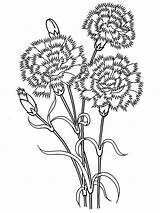 Carnation Coloring Flower Pages Dandelion Drawing Line Carnations Flowers Puff Printable Getdrawings Color Print Choose Board Drawings Getcolorings Coloringsun sketch template