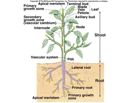 plant parts diagram biology forums gallery