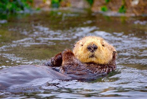 sea otters failure  thrive confounds researchers   york times