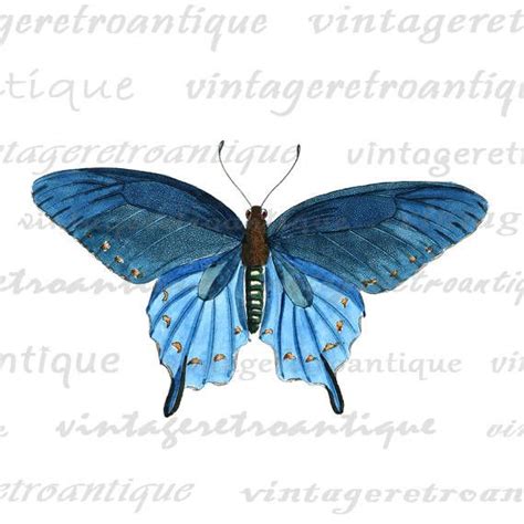 printable blue butterfly graphic  image digital  images