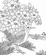 Secreto Natureza Meadowlark Atividades Prairie Dakota Purplekittyyarns Burgess Floresta Paisagens sketch template