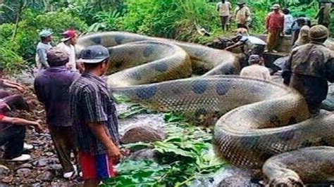 top  maiores cobras  mundo vidoe