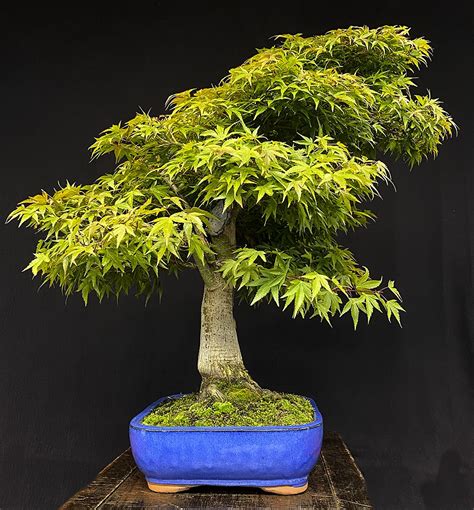 beautiful museum quality bonsai trees for sale