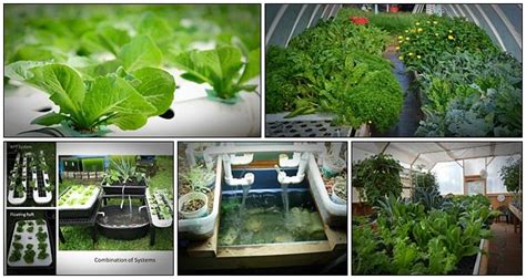 easy diy aquaponics system review learn   build