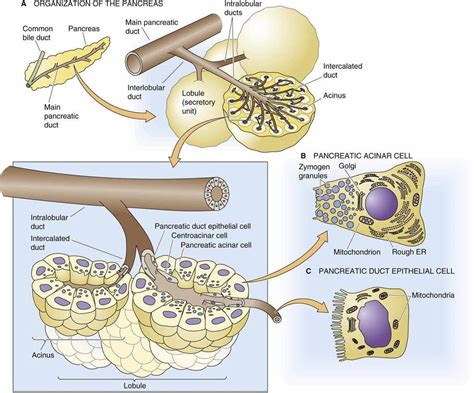 overview  exocrine gland physiology pancreatic  salivary glands