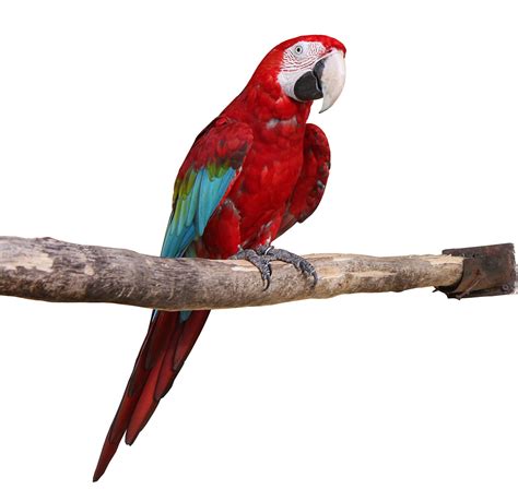 nature wallpapers parrot hd wallpapers