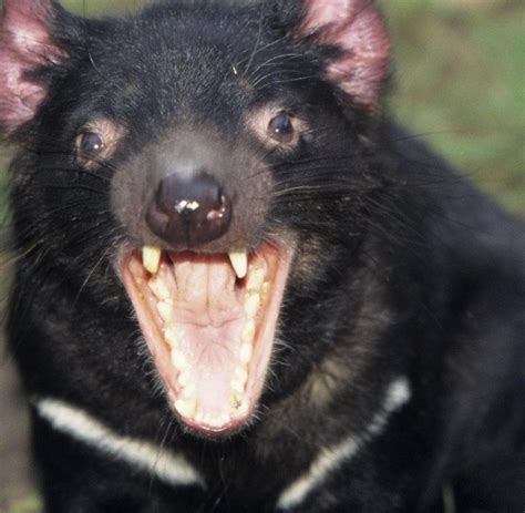 tasmanischer teufel tiere haben den gesichtskrebs besiegt welt