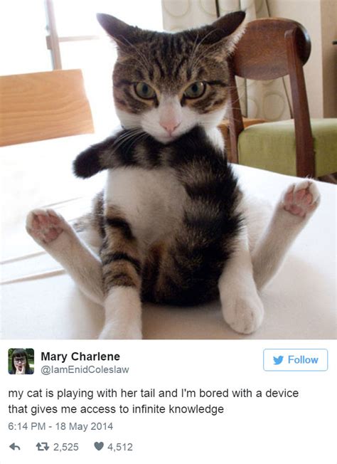 12 hilarious tweets about cats we love cats and kittens