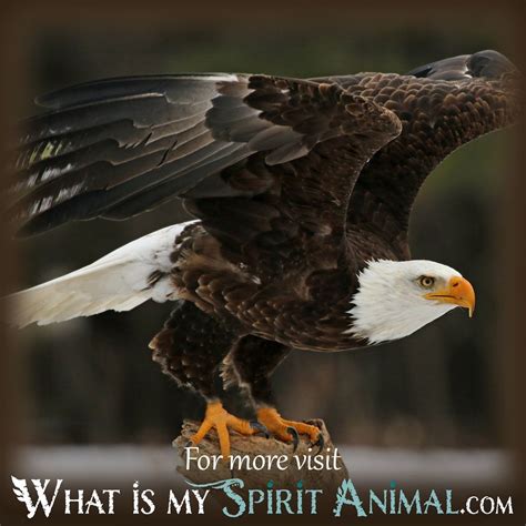 eagle dream meaning symbolism    spirit animal spirit