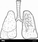 Drawing Trachea Lungs Human Section Cross Stock Cartoon Alamy Anatomy sketch template