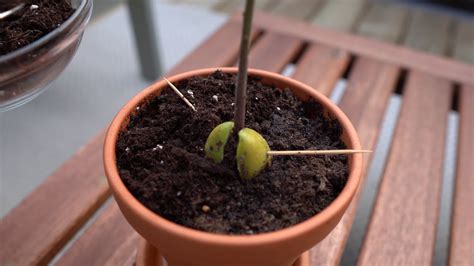 How To Grow Avocado From Seed Step By Step Guide Tips And Growth