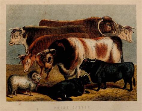 prize cattle  caantique print lithograph farm fauna  ox bull