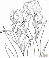 Iris Coloring German Germanica Garden Pages Color Flower Drawing Drawings Line Sketch Irises Supercoloring Printable Pencil sketch template