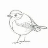 Oiseaux Dessiner Apprend sketch template