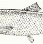 Afbeeldingsresultaten voor "alosa Pontica". Grootte: 180 x 109. Bron: www.researchgate.net