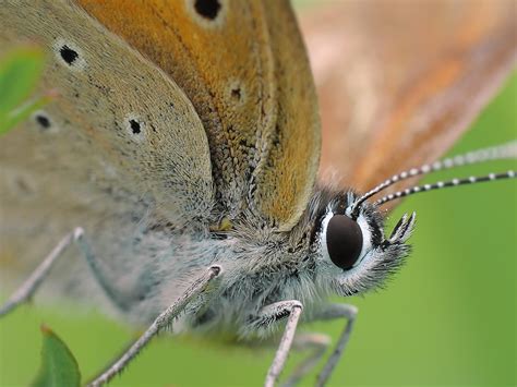 butterfly close   bogdanch  deviantart