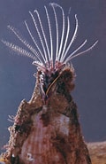 Afbeeldingsresultaten voor "sacculina Atlântica". Grootte: 120 x 185. Bron: www.britannica.com