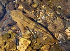 Afbeeldingsresultaten voor "cottus Poecilopus". Grootte: 143 x 106. Bron: www.fishbiosystem.ru