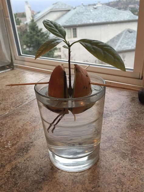 Growing Avocado Tree From Seed