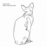 Coloring Cat Sphynx Hairless Line Own Color Drawings 66kb 500px Drawing sketch template