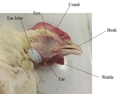 External Anatomy Chicken Anatomy