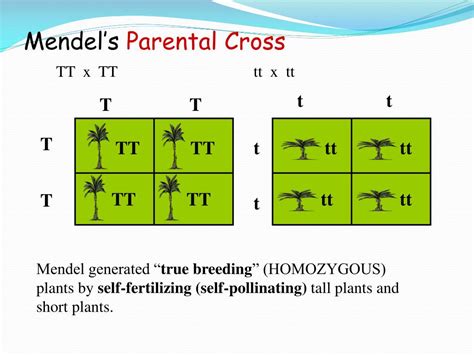 Ppt Genetics Heredity Mendel And Punnett Squares Powerpoint