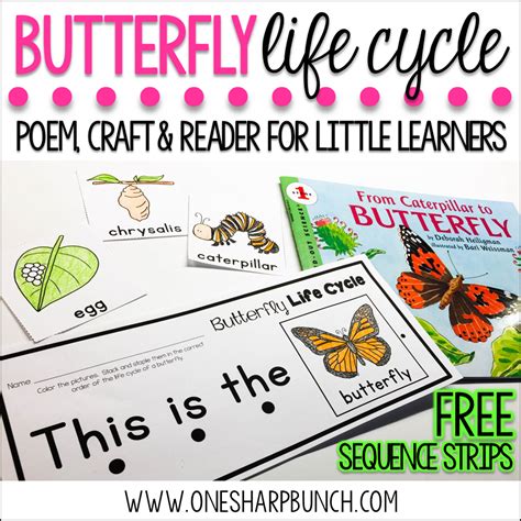butterfly life cycle freebie  sharp bunch