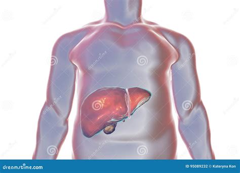 lever binnen menselijk lichaam stock illustratie illustration  geneeskunde rood