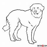 Great Pyrenees Draw Dog Dogs Sketchok Step Drawing Easy sketch template